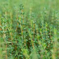 Organic Thyme