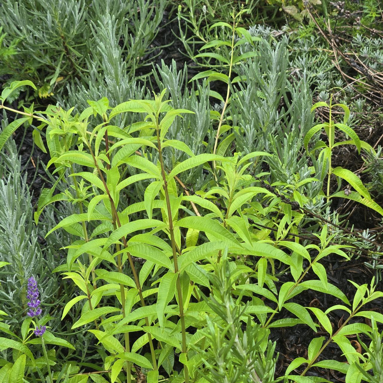 Organic Lemon Verbena Tea - 5 Pack