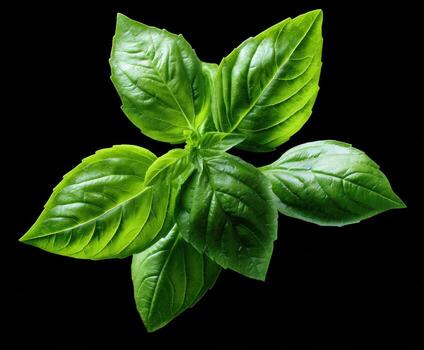 Organic Sweet Basil