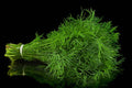Organic Dill