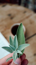 Organic Sage