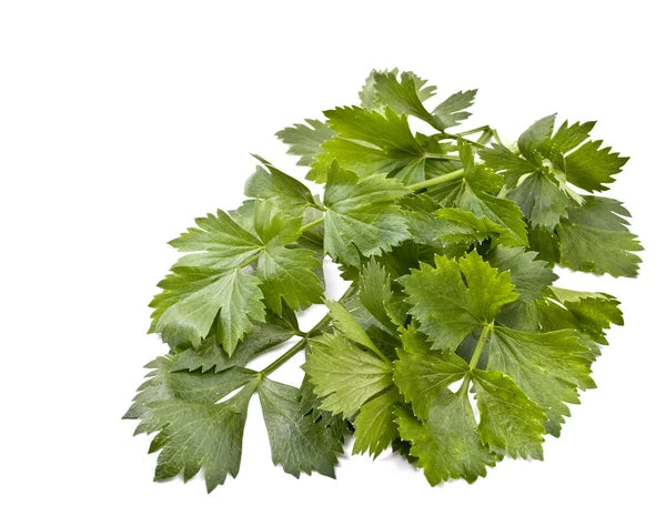 Organic Celery Leaves